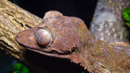 Henkel's leaf-tailed gecko (Uroplatus henkeli)