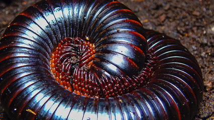 The giant African millipede (Archispirostreptus gigas), is one of the largest millipedes