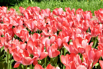 on photo red tulips on the flowerbed in spring