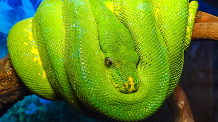 Morelia viridis, commonly known as the green tree python