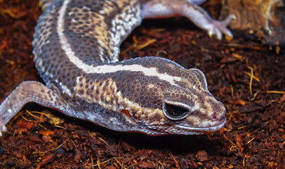 African Fat-tailed Gecko (Hemitheconyx caudicinctus), A gecko sits on a tree branch