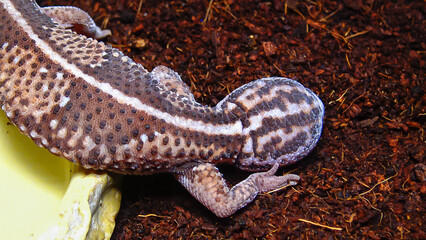 African Fat-tailed Gecko (Hemitheconyx caudicinctus), A gecko sits on a tree branch