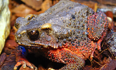 The bony-headed toad (Bufo galeatus) in terrarium