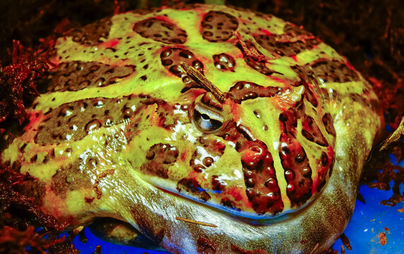 Cranwell's horned frog (Ceratophrys cranwelli)