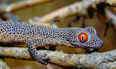 Golden-tailed gecko (Strophurus taenicauda)