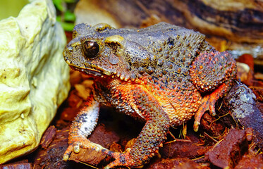 The bony-headed toad (Bufo galeatus) in terrarium