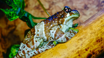 The Mission golden-eyed tree frog (Trachycephalus resinifictrix)