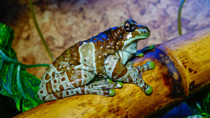 The Mission golden-eyed tree frog (Trachycephalus resinifictrix)