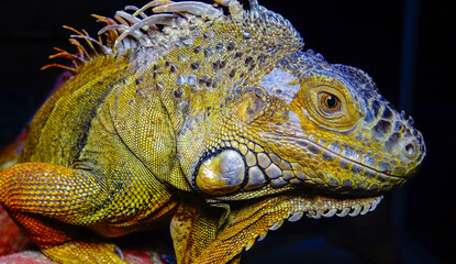The green iguana, common iguana (Iguana iguana)
