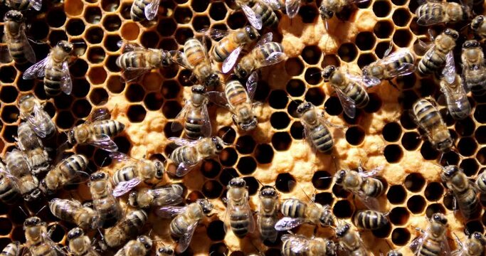 Bees climb the honeycombs. Work of bees in the hive. Production of honey in an apiary.
