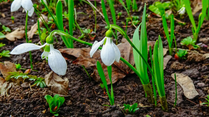 Galanthus elwesii (Elwes's, greater snowdrop) in the wild, Red Book Ukraine