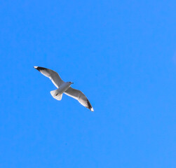 Seagull flies in the air against the blue sky, Ukraine