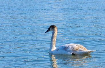 Obraz premium Mute swan near the Black Sea coast in winter, Ukraine