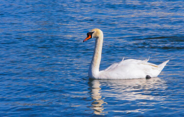 Mute swan near the Black Sea coast in winter, Ukraine