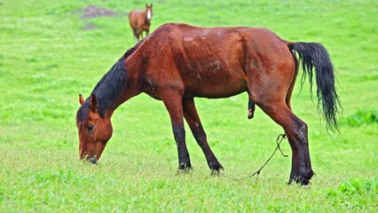 brown stallion with black mane is urinating green pasture at drizzling spring day, side view.