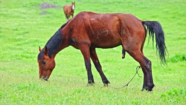 brown stallion with black mane is urinating green pasture at drizzling spring day, side view.