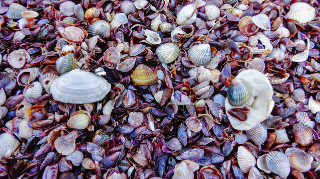 Shells of marine bivalve mollusks in storm discharges on the shore - Mya arenaria, Monodacna sp., Mytilaster  lineatus.