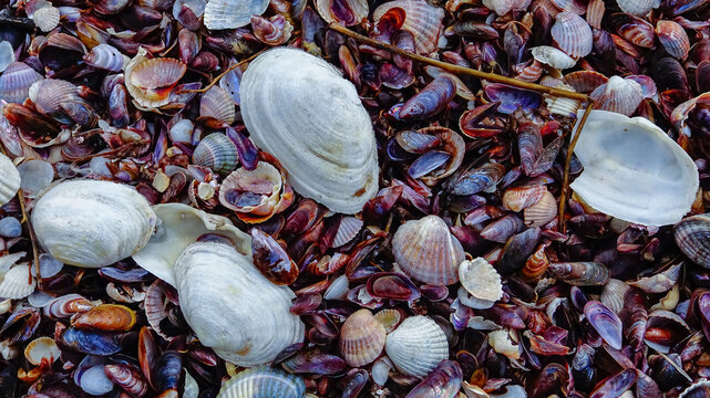 Shells of marine bivalve mollusks in storm discharges on the shore - Mya arenaria, Monodacna sp., Mytilaster  lineatus.