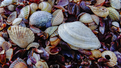 Shells of marine bivalve mollusks in storm discharges on the shore - Mya arenaria, Monodacna sp., Mytilaster  lineatus. © Oleg Kovtun