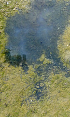 Bird footprints on green sand with algae on the shore of the frozen Tiligul estuary in winter