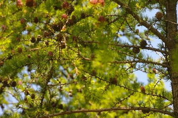 A close-up shot of branches of Larch tree with cones