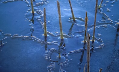 Winter landscape, Frozen water in winter, ice around dry reeds in the lake