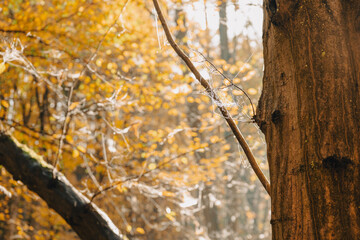 A detailed view of a tree trunk in a wooded area adorned with yellow foliage