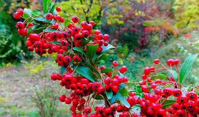 Red fruits of the evergreen plant Pyracantha in the family Rosaceae