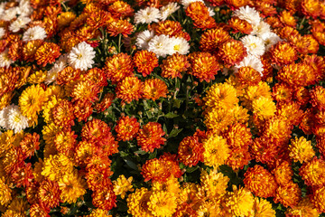 A beautiful field of orange and yellow flowers surrounded by lush green leaves