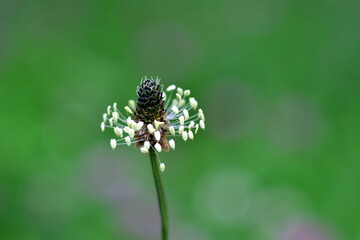 Nahaufnahme einer Spitzwegerichblüte