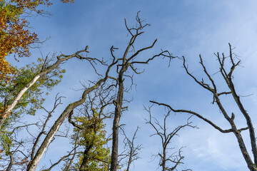 Observing a tree standing tall under a beautiful clear blue sky
