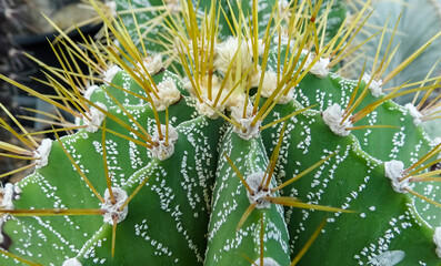 Close-up, cactus Astrophytum sp., in the collection