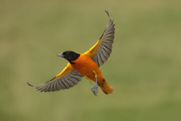 Baltimore Orioles male and females, bird, nature, animal, wildlife, beak, black, red, feather,...