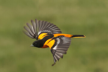 Baltimore Orioles male and females, bird, nature, animal, wildlife, beak, black, red, feather, grass, wild, eye, white, feathers, wings, mating, Baltimore Orioles, taking off and flying, flapping, 