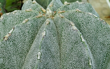 Close-up, cactus Astrophytum sp., in the collection