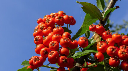 Pyracantha or firethorn, red fruits of an evergreen against a blue sky
