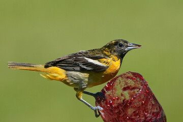 Baltimore Orioles male and females, bird, nature, animal, wildlife, beak, black, red, feather, grass, wild, eye, white, feathers, wings, mating, Baltimore Orioles, taking off and flying, flapping, 