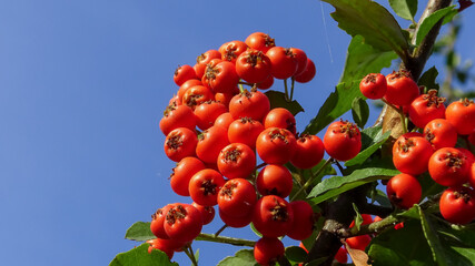 Pyracantha or firethorn, red fruits of an evergreen against a blue sky