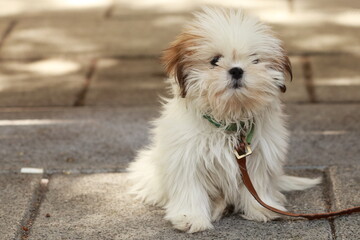 Sunlit Innocence: Shih Tzu Puppy