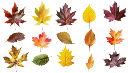 Collection of assorted autumn leaves of various shapes and colors, capturing the essence of fall season with vibrant and warm tones.  isolated on transparent background.