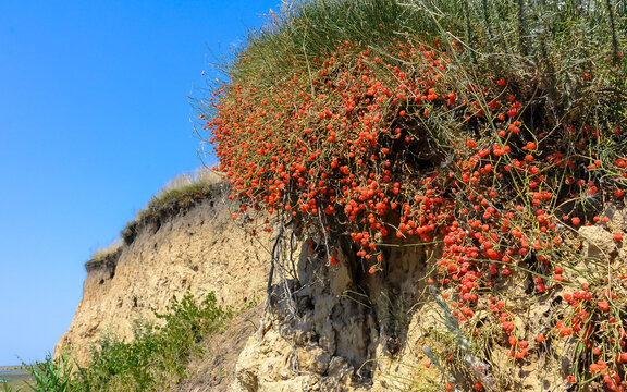 (Ephedra distachya), medicinal herbaceous plant on a clay cliff on the bank of the Tiligul estuary