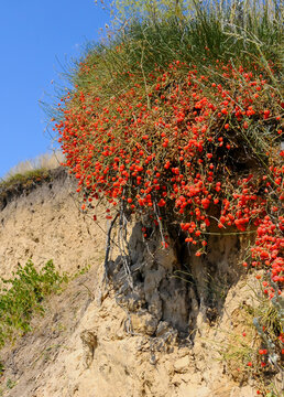 (Ephedra distachya), medicinal herbaceous plant on a clay cliff on the bank of the Tiligul estuary