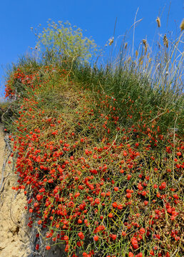 (Ephedra distachya), medicinal herbaceous plant on a clay cliff on the bank of the Tiligul estuary
