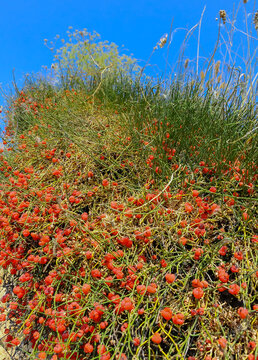 (Ephedra distachya), medicinal herbaceous plant on a clay cliff on the bank of the Tiligul estuary