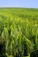 Field of green rye, spikelets of cereals sway in the wind, Ukraine