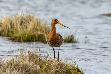 Black tailed Godwit in Iceland in the spring