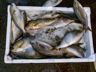 Sale of fish from the Black and Mediterranean Sea at the fish market in Trabzon