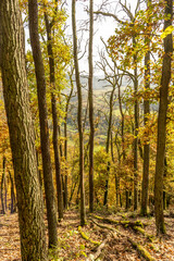 Beautiful autumn forest photo