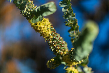 
A close-up of a plant branch with green leaves, yellow flowers, and red buds, against a blurred background.