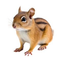 Fototapeta premium isolated white background of chipmunk